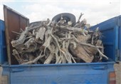 ممنوعیت حمل چوب در گلستان طی ایام نوروز