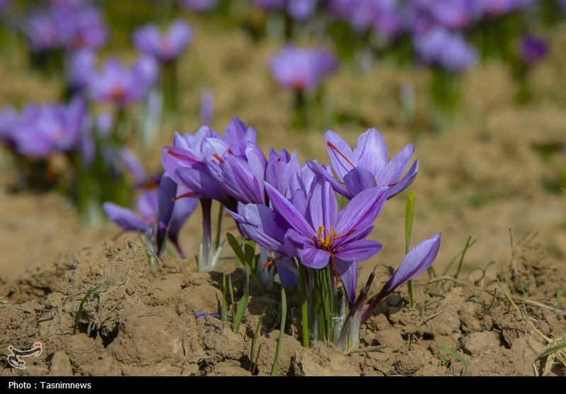 اخبار استان خراسان جنوبی , استانداری خراسان جنوبی , نظام مسائل استان خراسان جنوبی , 