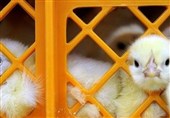 اختلاف بر سر قیمت جوجه، بازار مرغ را به هم ریخت