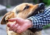 سگ‌گزیدگی دانشجوی دختر در  دانشگاه تبریز/ روند درمان در حال انجام است