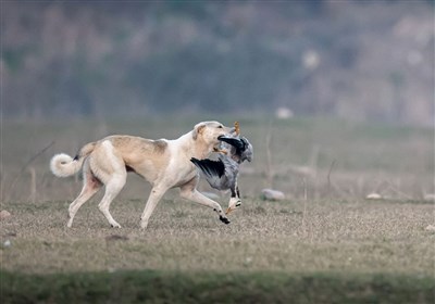 افزایش 20 درصدی گازگرفتگی سگ‌های ولگرد در کهگیلویه و بویراحمد