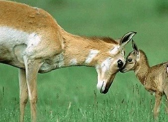 آغاز سرشماری پاییزه پستانداران در مناطق حفاظت‌ شده خراسان شمالی