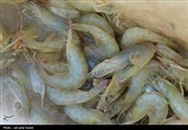 اجرای طرح پایلوت پرورش میگو برای نخستین بار در منطقه سیستان
