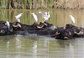 «نجات آب» ــ 26| احیای تالاب‌ها، به عنوان زایشگاه طبیعت