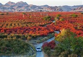افین؛ بزرگترین باغ زرشک جهان در مسیر جهانی‌شدن/ میراث 7 هزار ساله