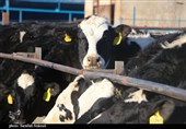 قطب تأمین 10 درصد شیر تهران درگیر بحران تداوم تولید