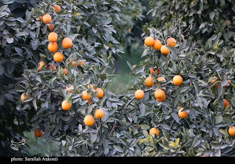 اخبار بابل , نظام مسائل استان مازندران , 