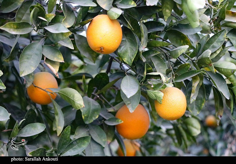 اخبار بابل , نظام مسائل استان مازندران , 