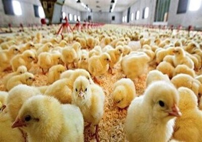 سمنان با جوجه‌ریزی 3.5 میلیونی تولید پایدار گوشت مرغ را تداوم بخشید