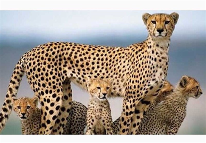 اخبار استان مازندران , اخبار ساری , نظام مسائل استان , نظام مسائل استان مازندران , 