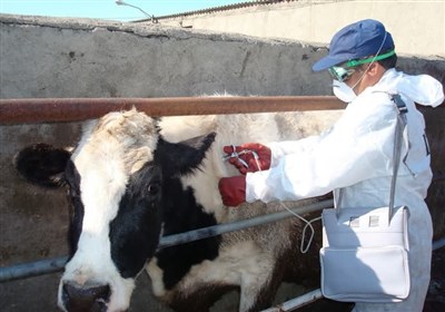 واکسیناسیون 8 میلیون دام در کردستان؛ خطر بیماری هنوز بیخ گوش دامداران