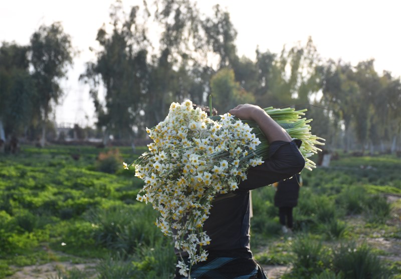مشهد مقدس , اخبار مشهد , خراسان رضوی , اخبار استان خراسان رضوی , بازار , شب یلدا , 