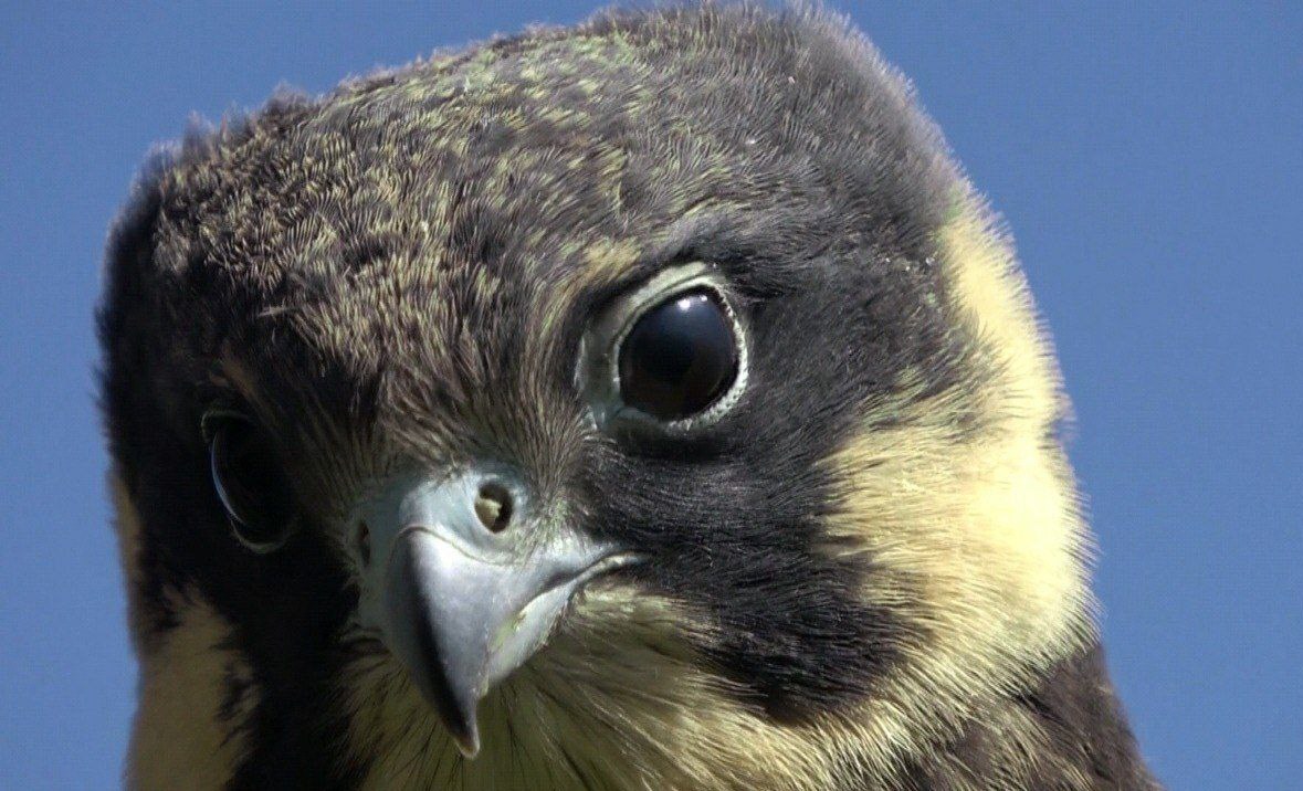 مستند , سینمای مستند , جشنواره فیلم فجر , کتاب و ادبیات , چهل و سومین جشنواره فیلم فجر , سینما , سینمای ایران , 