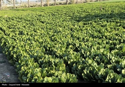 کشت سبزیجات با فاضلاب در بهارستان صفر شد