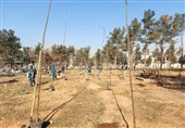 اخبار تهران| کاشت 24 هزار نهال در بوستان جنگلی سرخه‌حصار