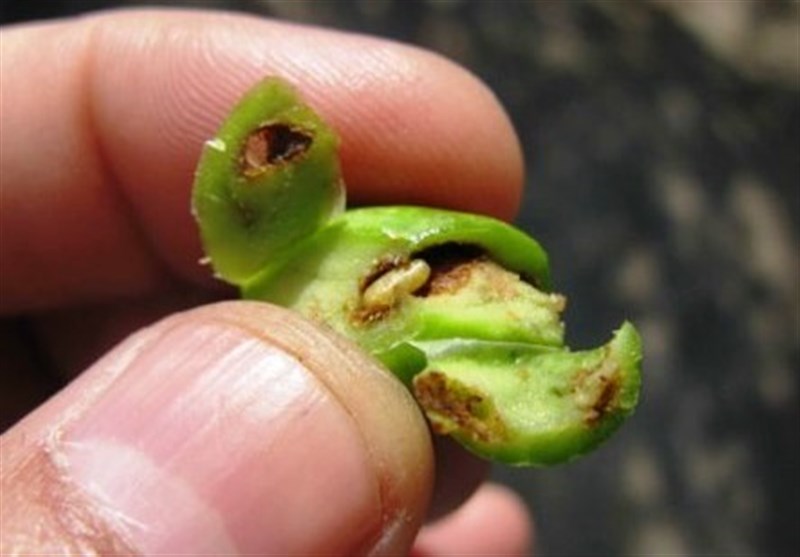 اخبار رشت , اخبار استان گیلان , کشاورزی , 