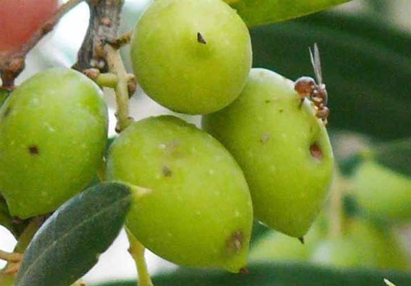 اخبار رشت , اخبار استان گیلان , کشاورزی , 