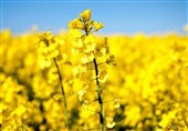 توسعه کشت دانه روغنی کلزا تا 5000 هکتار در بیله‌سوار