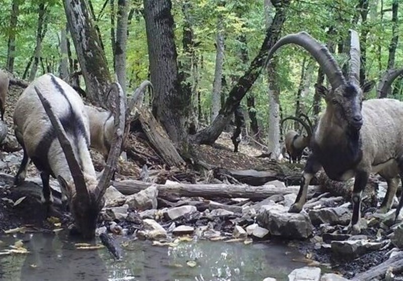 نجات حیوانات با آبرسانی به 32 آبشخور در خائیز کهگیلویه و بویراحمد