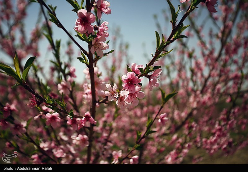 اخبار استان خراسان جنوبی , طبیعت , 