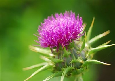 گیاه خارمریم چگونه به سلامت کبد کمک می‌کند؟