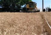 برداشت گندم در مزارع استان بوشهر به ایستگاه پایانی رسید