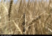 برنامه‌ریزی ایلام برای تکمیل چرخه تولید گندم