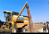 پرداخت 44 درصد از مطالبات گندمکاران کرمانشاهی