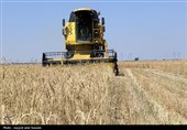 پیش‌بینی برداشت بیش از 100 هزار تن گندم از مزارع استان بوشهر
