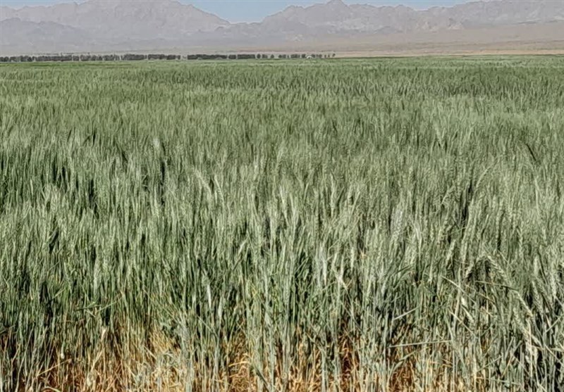 اخبار استان گلستان , کشاورزی , 