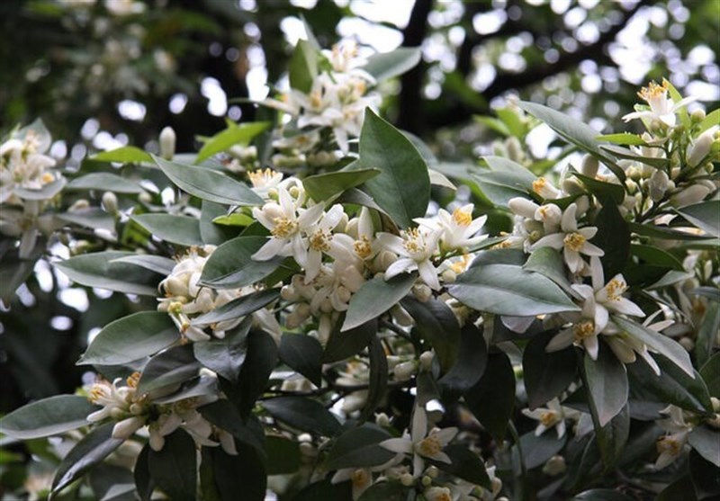 کشاورزی , طبیعت , 