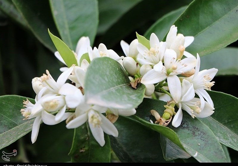 کشاورزی , طبیعت , 