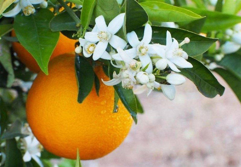 کشاورزی , طبیعت , 