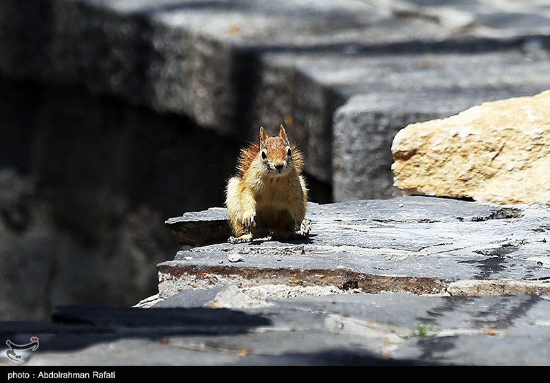 اخبار استان همدان ,