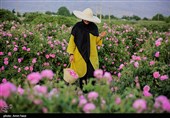 رحلة إلى فردوس الورد فی ساری.. دودانغه تتعطر بعبق الورد المحمدی