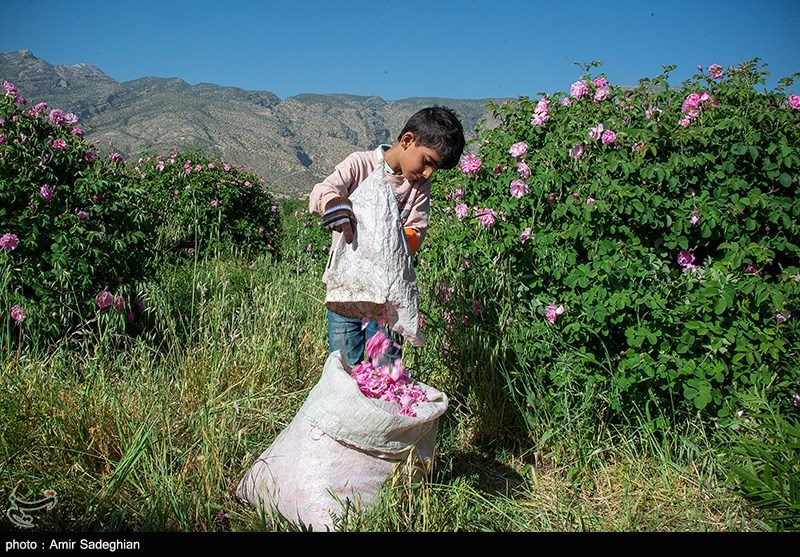 نظام مسائل استان سمنان , اخبار استان سمنان , کشاورزی ,