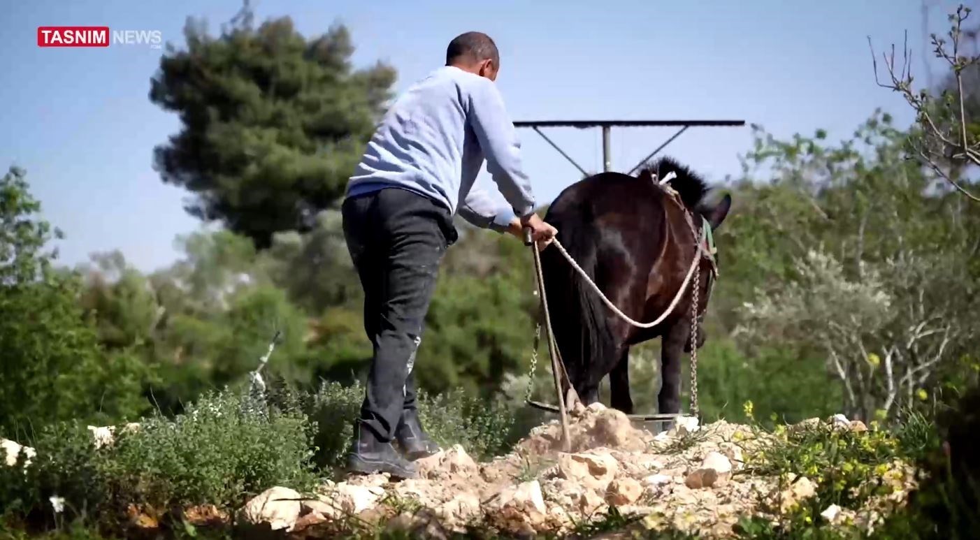 فلسطين المحتلة , 