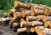 واردات چوب با نرخ ارز 126 هزار تومانی