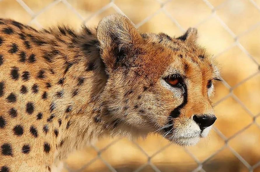 مشاهده 6 یوزپلنگ ایرانی در پناهگاه حیات‌وحش میاندشت جاجرم + فیلم