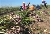 آغاز برداشت 606 هزار تن سیر مرغوب در پارس‌آباد