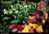 احداث بزرگ‌ترین شهرک تخصصی تولید گل و گیاه زینتی کشور در اسدآباد