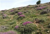 تأکید منابع طبیعی سمنان بر منع کوچ زودهنگام و لزوم تمدید پروانه چرا