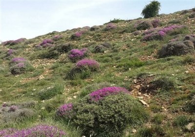 قرق 440 هزار هکتار از مراتع خراسان جنوبی برای حفظ منابع طبیعی