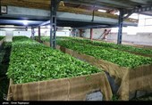 خرید 104 هزار تن برگ سبز چای در گیلان/ 78 درصد مطالبات پرداخت شد