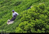 پژوهشکده چای لاهیجان با آموزش و تحقیق، تاب‌آوری باغات چای را افزایش می‌دهد