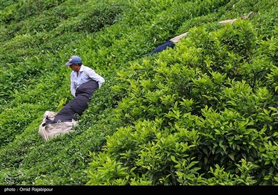 اینفوگرافیک| خرید 44 هزار و 447 تن برگ سبز چای از باغداران