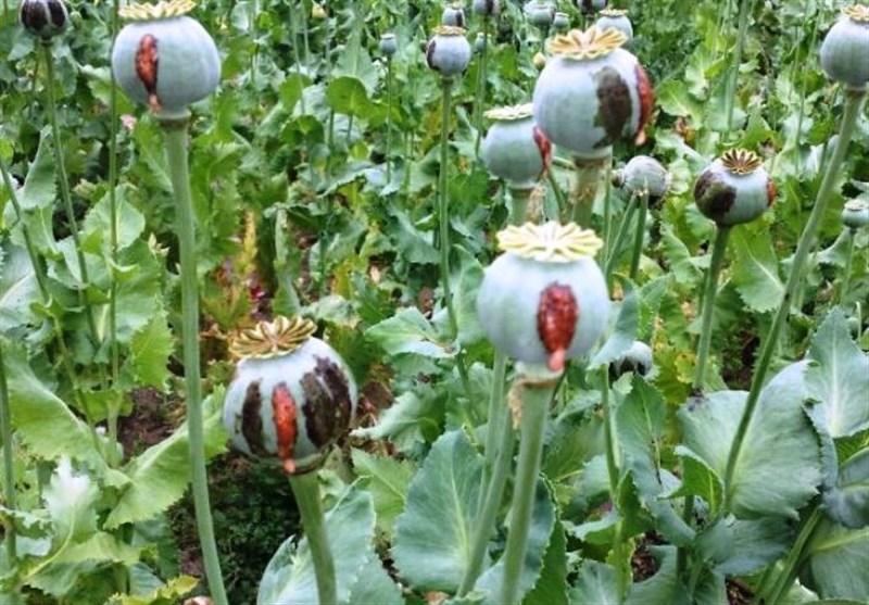 زخمی تازه بر پیکر لرستان سبز/ کشت گیاهان ممنوعه در زاگرس‌