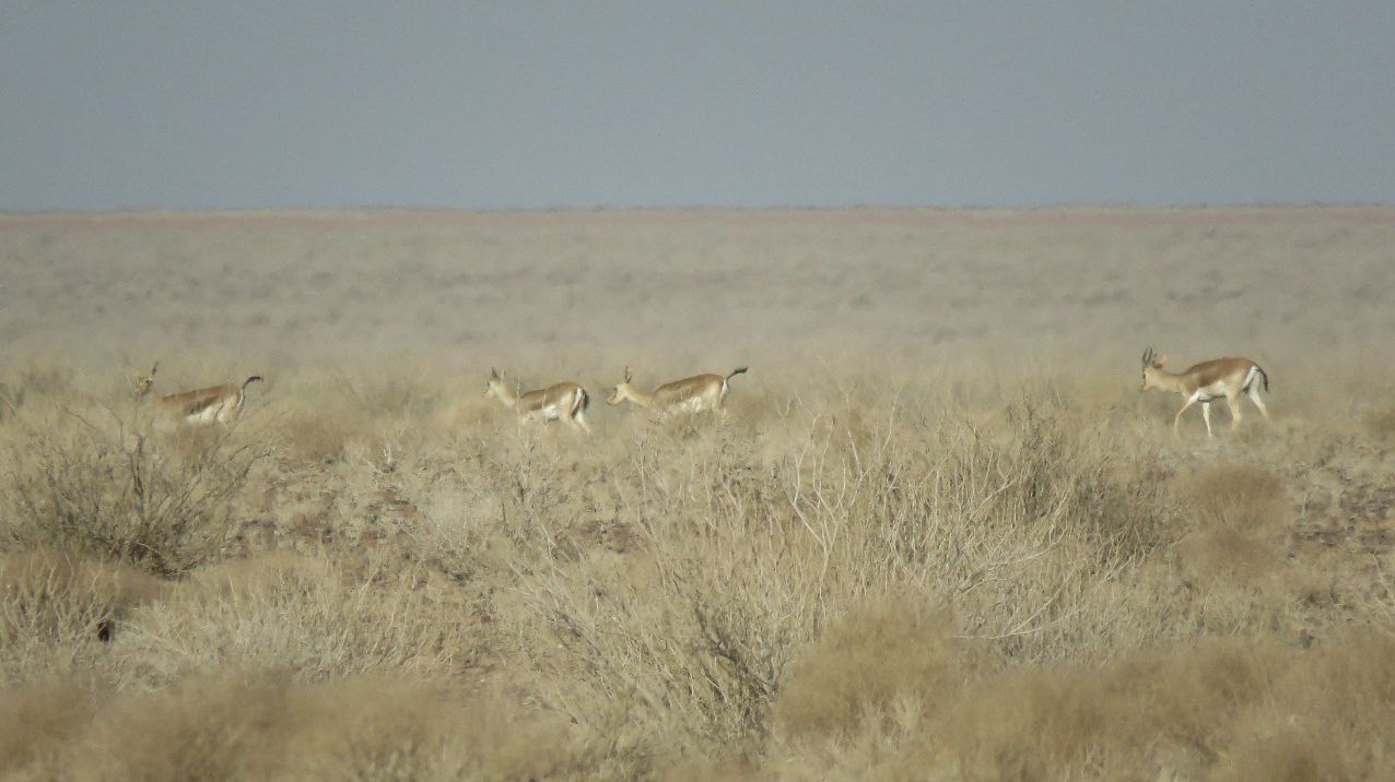 حیات وحش , شکار , 