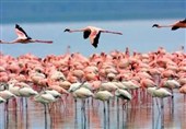 بازگشت صورتی‌های مهاجر به میانکاله؛ آواز زندگی در تالاب خاموش