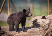پیدا کردن توله خرس در 270 هکتار سخت نبود اگر کمی مسئولیت‌پذیر بودید